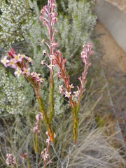 Struthiola myrsinites