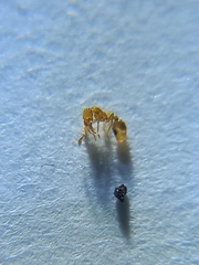 Solenopsis nitens
