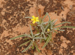 Goodenia willisiana