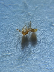 Solenopsis nitens