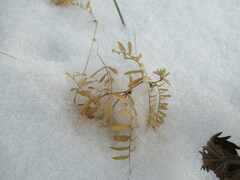 Vicia nervata