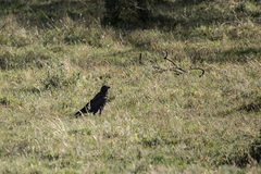 Corvus coronoides