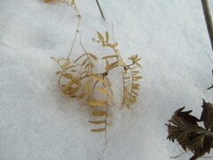 Vicia nervata