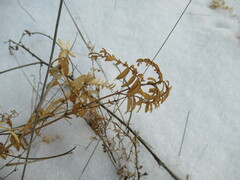 Vicia nervata