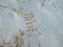 Vicia nervata
