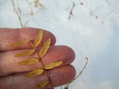 Vicia nervata