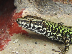 Podarcis muralis nigriventris