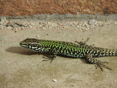 Podarcis muralis nigriventris