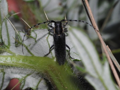 Agapanthia subchalybaea