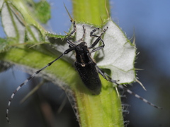 Agapanthia subchalybaea