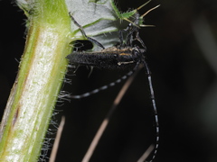 Agapanthia subchalybaea