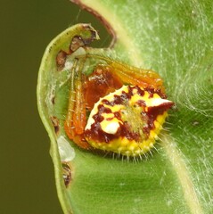 Poecilopachys australasia