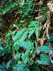 Staurogyne macrobotrya