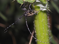 Agapanthia subchalybaea