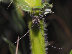 Agapanthia subchalybaea