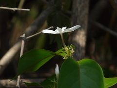 Jasminum malabaricum