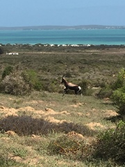 Damaliscus pygargus pygargus