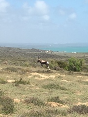 Damaliscus pygargus pygargus