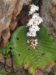 Streptocarpus vandeleurii