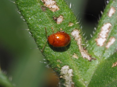 Sphaeroderma testaceum