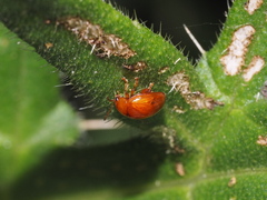 Sphaeroderma testaceum