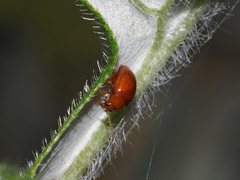 Sphaeroderma testaceum
