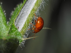 Sphaeroderma testaceum