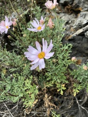 Chrysanthemum sinuatum