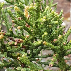 Athrotaxis cupressoides