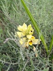 Eulophia welwitschii