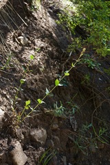 Penstemon cyananthus