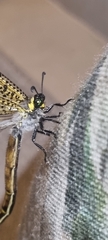 Palpares speciosus