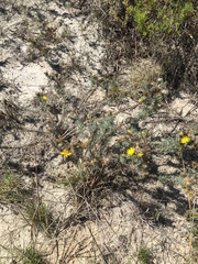 Leysera gnaphalodes