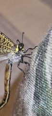 Palpares speciosus