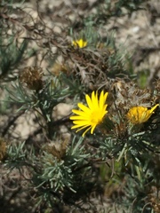 Leysera gnaphalodes