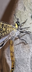 Palpares speciosus