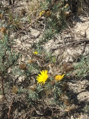 Leysera gnaphalodes