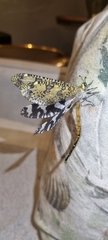 Palpares speciosus