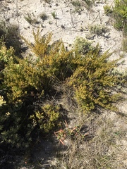 Salsola kali