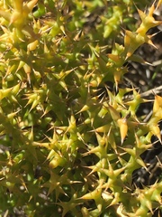 Salsola kali