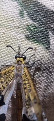 Palpares speciosus