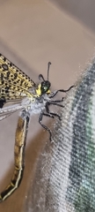 Palpares speciosus
