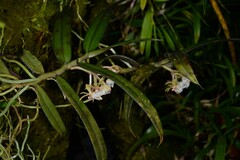 Gastrochilus acinacifolius