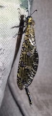 Palpares speciosus