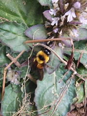 Bombus breviceps
