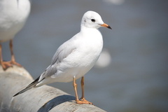 Black-Headed Gull photo 4