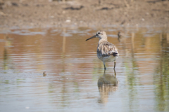 Calidris tenuirostris