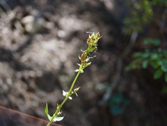 Penstemon cyananthus