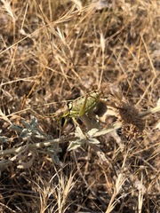 Ephippiger discoidalis