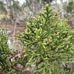 Athrotaxis cupressoides